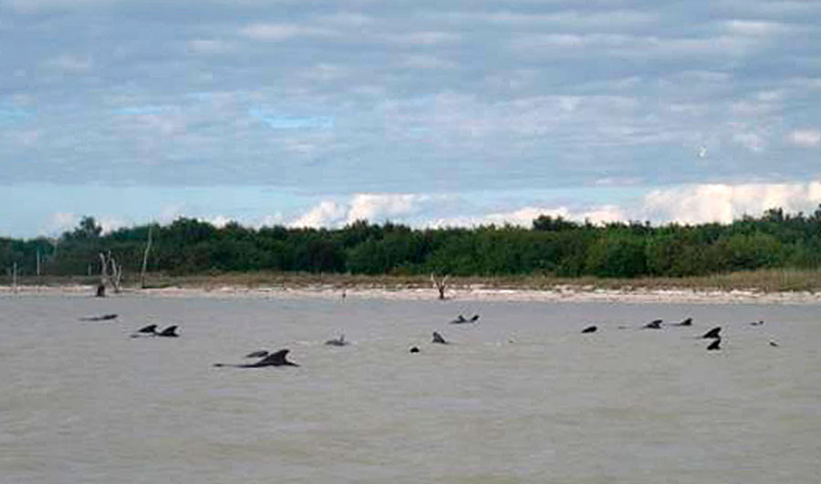 10 beached whales die in Florida Everglades