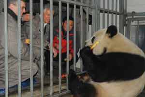 Pandas receive rockstar reception in Belgium