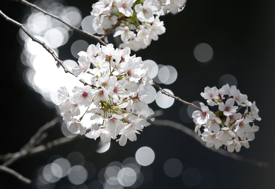 Cherry blossoms in full bloom in Tokyo