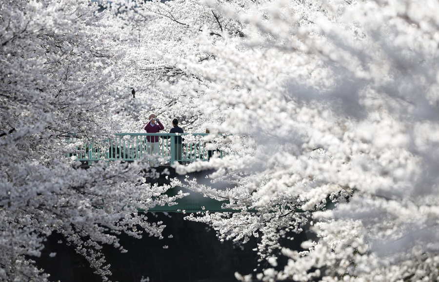 Cherry blossoms in full bloom in Tokyo