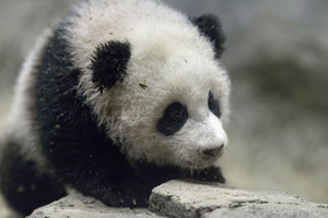 Panda Xing Bao on official presentation at Madrid Zoo