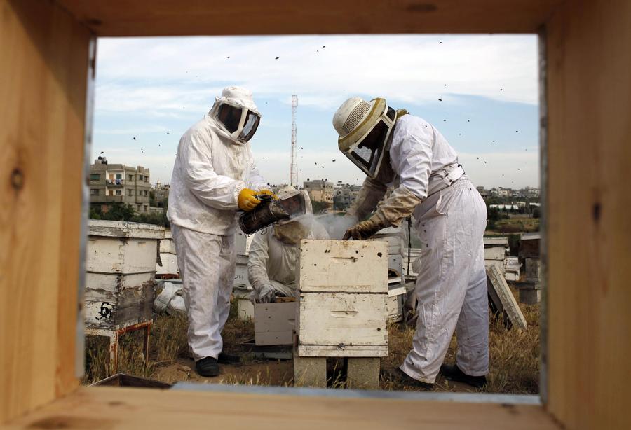 Palestinian beekeepers harvest honey in Gaza Strip