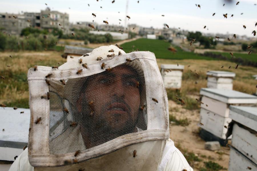 Palestinian beekeepers harvest honey in Gaza Strip