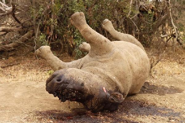 Chinese man sentenced in US for smuggling rhino horns