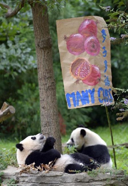 Bao Bao turns one year old