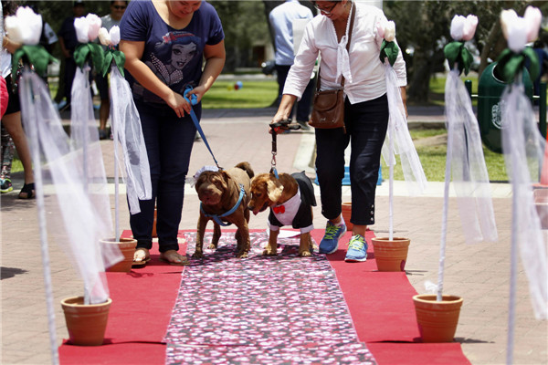 Pets wedding held in Lima