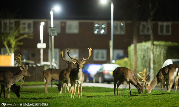 Deer roam the neighbourhood in London