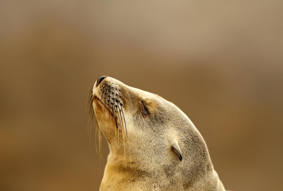 Reuters images of the year - animals