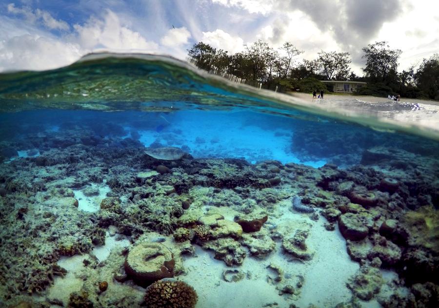 Reuters images of the year - the natural world