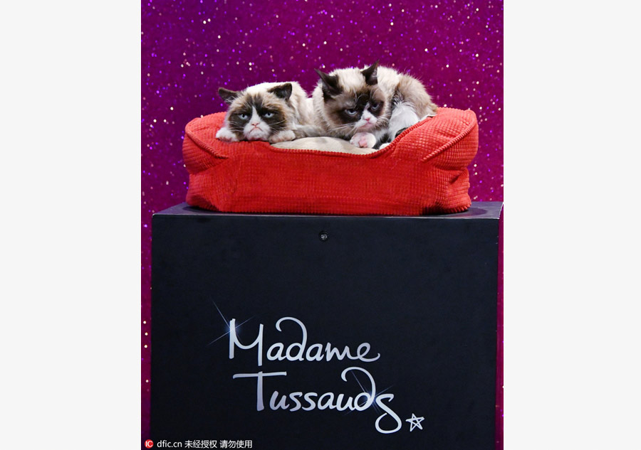 Grumpy Cat welcomes her animatronic figure in Madame Tussauds London