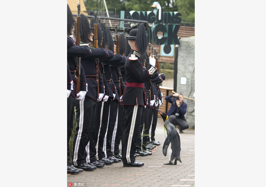 Edinburgh Zoo's king penguin inspects Norwegian royal guard