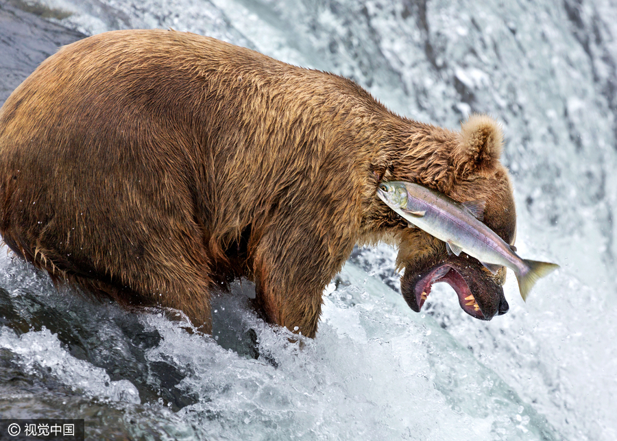 2016 Comedy Wildlife Photography Awards Finalists