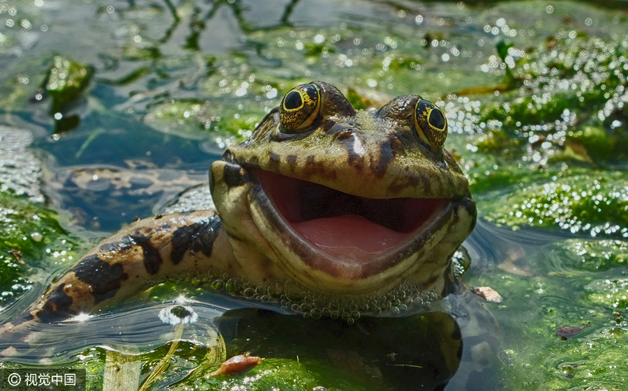 2016 Comedy Wildlife Photography Awards Finalists