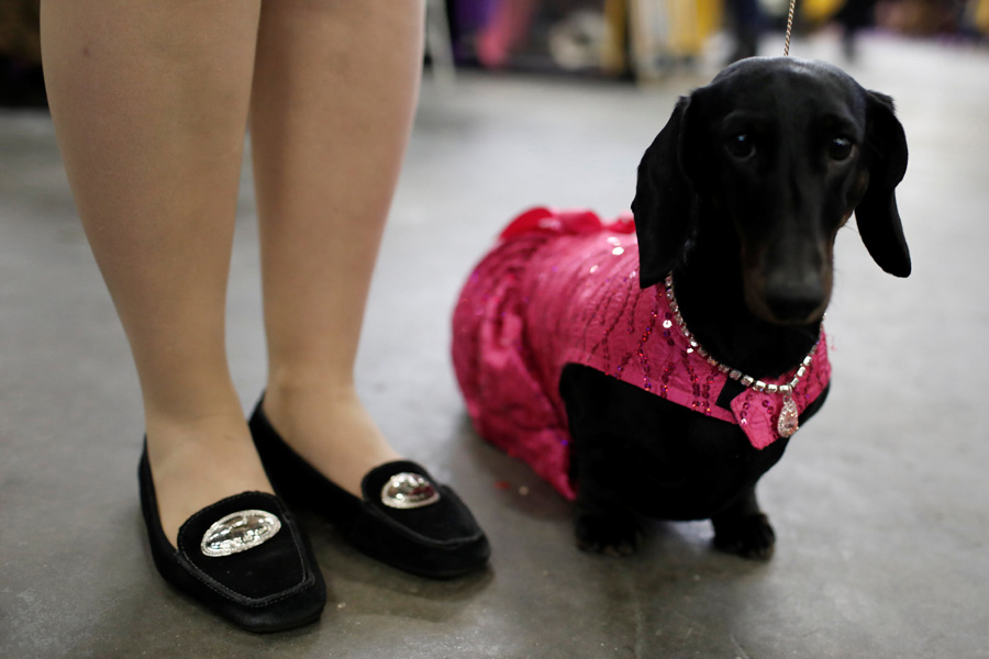 Top dogs vie for blue ribbon at New York show