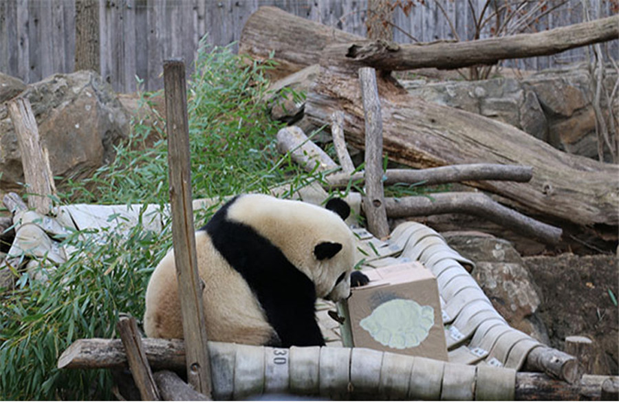 US-born panda bound for China on special flight