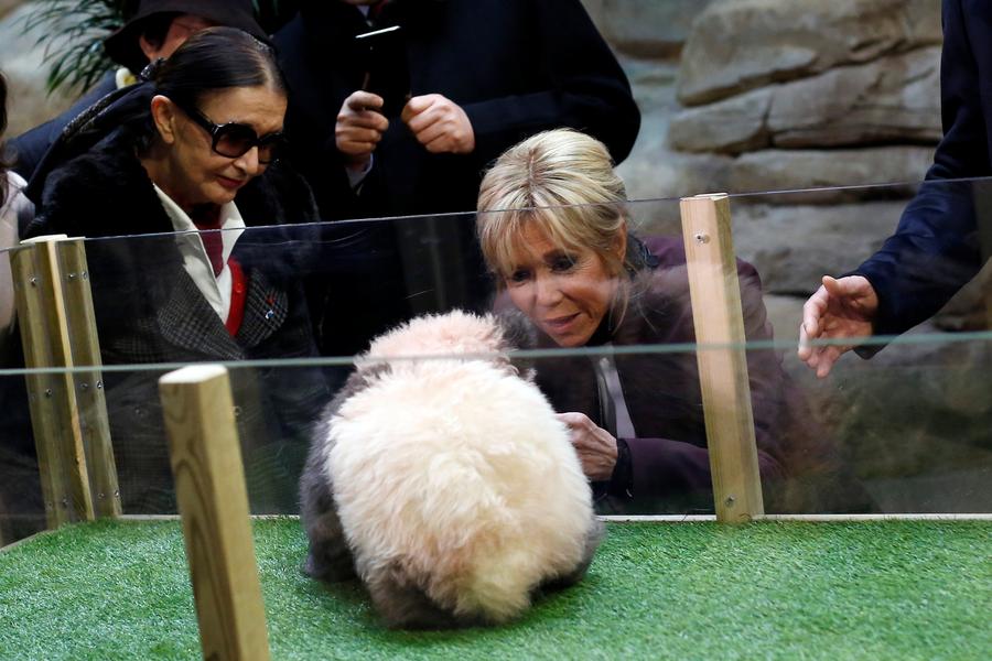 1st Panda cub born in France named Yuan Meng