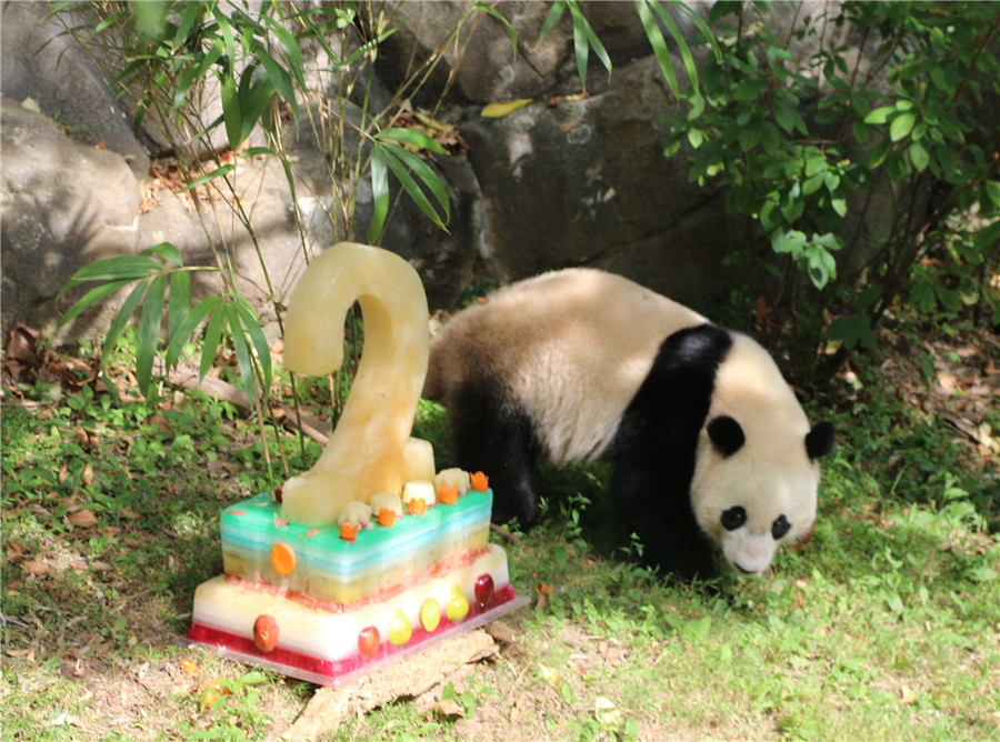 Giant panda Bao Bao celebrates two-year birthday